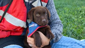 Aduanas inicia formación de nueva camada de cachorros contra el tráfico ilícito