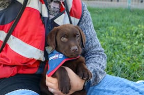 Aduanas inicia formación de nueva camada de cachorros contra el tráfico ilícito