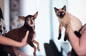 ¿Son más inteligentes los perros o los gatos? Esto dice la ciencia
