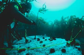 Comunidades lideran innovador modelo de conservación marina y terrestre en Chile