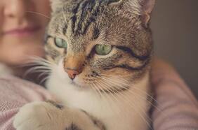 Cómo es el hongo detectado por primera vez en Chile que afecta a los gatos y puede transmitirse a humanos