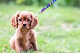 Por qué los cachorros deben hacer cuarentena antes de salir a pasear