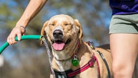 ¿Cómo cuidar la salud de las mascotas ante las altas temperaturas del verano?
