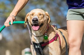 ¿Cómo cuidar la salud de las mascotas ante las altas temperaturas del verano?