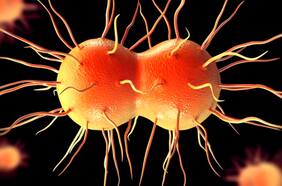 OMS alerta sobre aumento de cepa de gonorrea resistente a los antibióticos