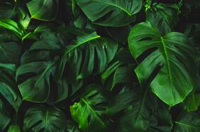 Qué hacer con tus plantas y cómo cuidarlas cuando te vas de vacaciones