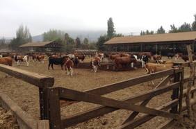 SMA inicia procedimiento de requerimiento de ingreso al SEIA contra proyecto de engorda de animales Fundo Santa Alejandra