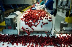 El balance de la temporada de los exportadores chilenos de cerezas a China tras polémica generada en redes sociales