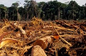 Desmantelan talas ilegales en la Amazonía