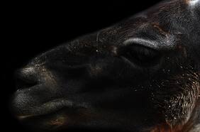 No se veía hace más de una década: inesperado avistamiento en Torres del Paine sorprende a científicos