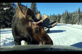 Los alces langüeteadores de autos están volviéndose un problema en Canadá