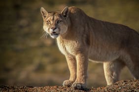 Panorama gratis: OndaMedia presenta el festival de cine medioambiental chileno Santiago Wild