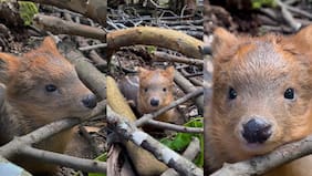 ¡Lo más tierno que verás hoy!: Captan a un pudú bebé de apenas dos días de vida