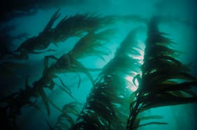 Un Amazonas bajo el mar: descubren en Chile una sorprendente forma para frenar el cambio climático