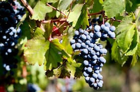 Radiografía a la uva vinífera: Concha y Toro lidera en compras   y el cabernet sauvignon es la cepa más demandada