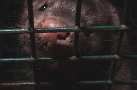 ¿Qué posibilidades hay que animales que viven en Chile provoquen una nueva pandemia?