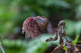 Una extraña planta con llamativas flores: investigadores descubren desconocida especie en Juan Fernández cuyo ADN se está estudiando en Europa