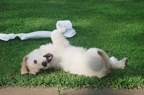 Tu perro te obedece menos si estás de mal humor, según un estudio