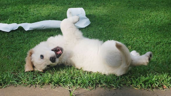 Tu perro te obedece menos si estás de mal humor, según un estudio