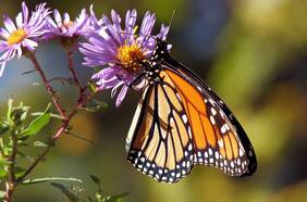 Dentro de la metamorfosis: Por primera vez científicos capturaron el crecimiento de las alas de una mariposa dentro de su crisálida