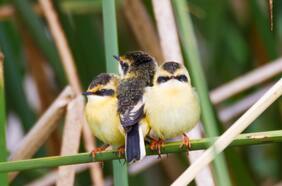 Paso a paso: cómo comenzar en el avistamiento de aves