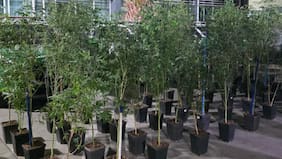 Carabineros detiene a sujeto por posesión de 57 plantas de cannabis en su domicilio