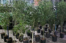 Carabineros detiene a sujeto por posesión de 57 plantas de cannabis en su domicilio