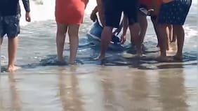 Bañistas salvan a delfín varado vivo en la costa de Cartagena