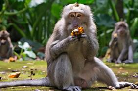 Este es Pager, el mono de Elon Musk que tiene un chip en el cerebro