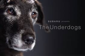 Subaru auspicia por segundo año consecutivo la mayor jornada de adopción de perros en EE.UU.