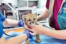 Rescatan a puma de dos meses y lo rehabilitan en Zoo Nacional