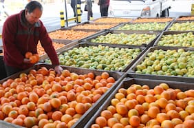 Exportadores de fruta reducen proyección para los envíos de cítricos en la temporada 2023