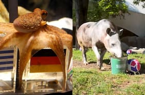 Del pulpo Paul al tapir Manolo: qué pasó con los animales que predijeron los resultados del Mundial