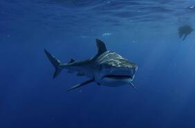 Qué hacer ante la alerta de un tiburón en la playa