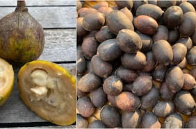 Niños perdidos en la selva: las dos frutas que comieron para sobrevivir