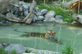 Tigres, cocodrilos, hipopótamos y mariposas debutan en el Buin Zoo