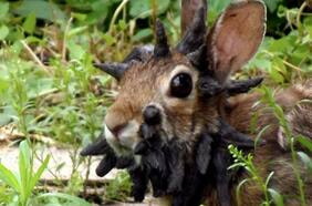 Conejos con “tentáculos”: ¿Cuál es la razón de esta extraña mutación?