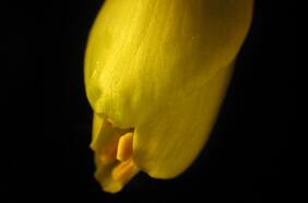 El Toromiro regresa a casa