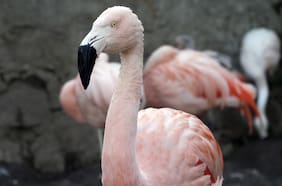 La inesperada víctima de la extracción de litio en los salares del norte de Chile