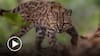 Descubren una nueva especie de gato salvaje en Bolivia