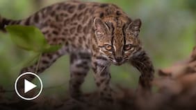 Descubren una nueva especie de gato salvaje en Bolivia