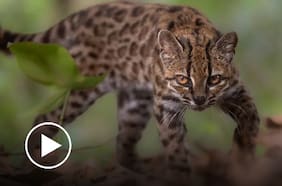 Descubren una nueva especie de gato salvaje en Bolivia