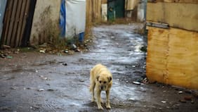 Contraloría ordena a municipios adoptar medidas para prevenir el abandono de mascotas durante desalojos de tomas
