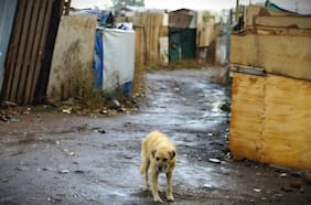 Contraloría ordena a municipios adoptar medidas para prevenir el abandono de mascotas durante desalojos de tomas