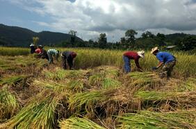 La erradicación del trabajo infantil como prioridad