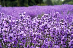 Lavanda