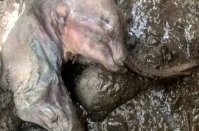 Descubren cría de mamut momificada de hace 30 mil años