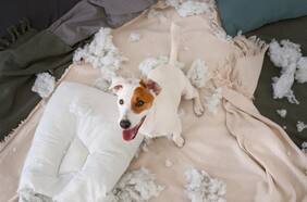 Consejos para evitar que tu cachorro muerda toda la casa