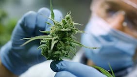 Dispensarios de marihuana: qué son, cómo funcionan y cuál es su situación legal en Chile