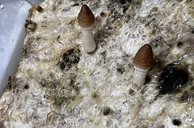 Dejan en prisión preventiva a sujeto que cultivaba hongos alucinógenos en su domicilio en Antofagasta